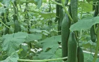 Ventura F1 / Вентура F1