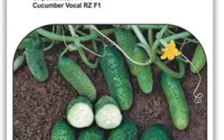 Vocal F1 / Вокал F1