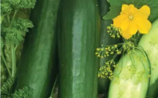 Galina F1 / Галина F1