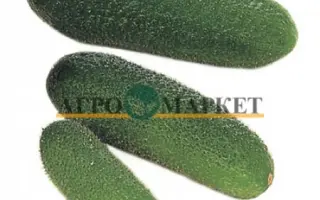 Harmonie F1 / Гармонія F1