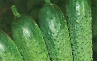 Gunesh F1 / Гунеш F1