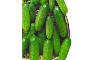 Dezdemona F1 / Дездемона F1