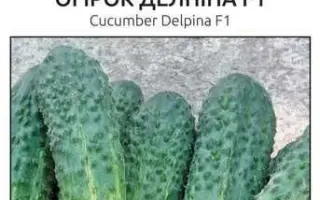 Delpina / Делпіна