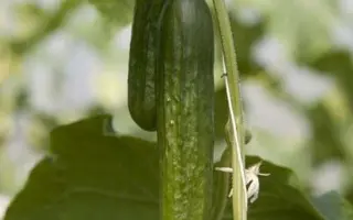 Deltastar F1 / Дельтастар F1