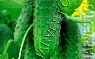 Kacper F1 / Каспер F1