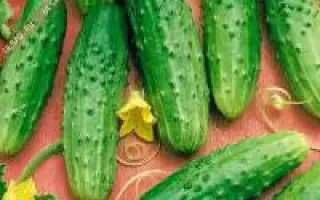 Криница F1 / Криниця F1