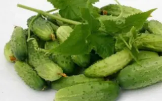 CREATOR / КРІЕЙТОР