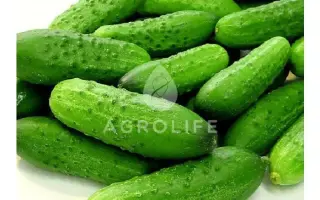 Marjolie / Марджолі