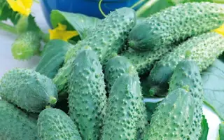 Mathilde F1 / Матильда F1