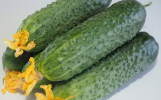 Matra F1 / Матра F1