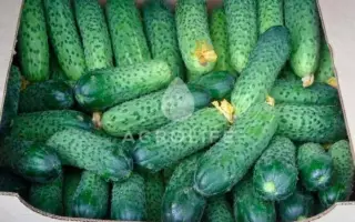 Medіa F / Медіа F1