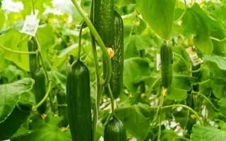 Medora / Медора