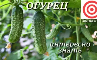 Motivator / Мотиватор