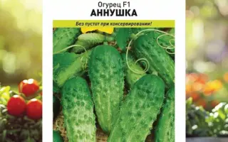 Motiva F1 / Мотіва F1