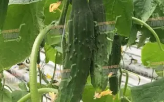 Munira / Муніра