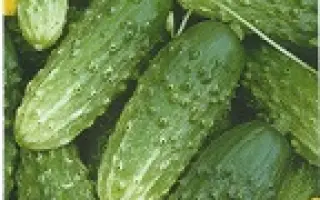 Нежинский 12 / Ніжинський 12