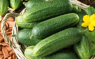 Othello F1 / Отелло F1