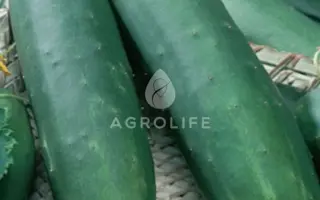 Ophix F1 / Офікс F1