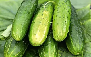 Пасадена F1 (Колорадо F1) / Пасадена F1