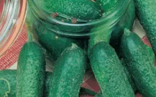 Profi F1 / Профі F1