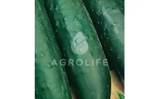 Ramzes / Рамзес