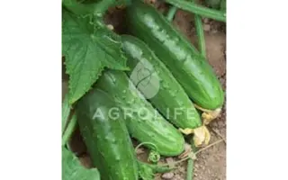 Regia F1 / Регія F1