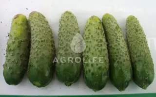 Royal F1 / Роял F1