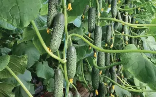 Сєвєрянин / Сєвєрянін