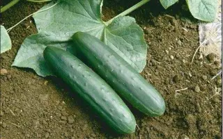 Slice King / Слайс Кінг