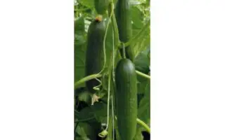 Socrates F1 / Сократес F1