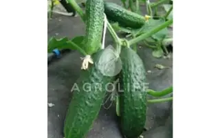 Tolstoj F1 / Толстой F1