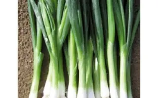 Baja Verde PS / Байа Верде