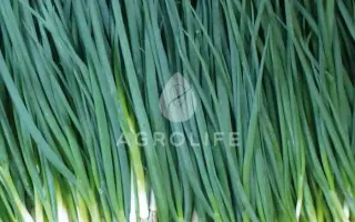 Vulcan / Вулкан