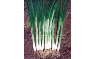 Green Banner / Грін Баннер