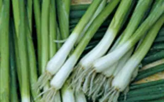 Entita / Ентіта