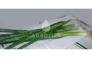 Long White Koshigaya / Лонг Уайт Кошигая