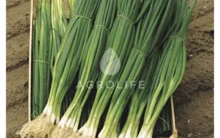 Parade / Параде