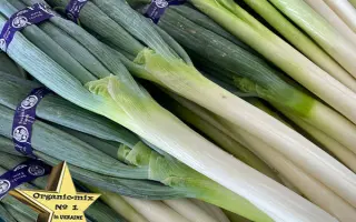 Tokyo Kuro / Токіо Куро