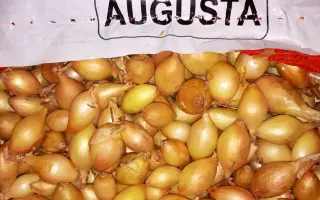 AJUSCO / АДЖУСКО