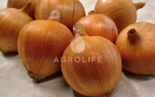 Amfora Gold / Амфора Голд