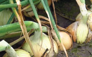 Balstar F1 / Балстар F1