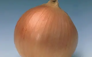 Banko / Банко F1