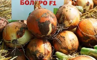 Bolero / Болеро