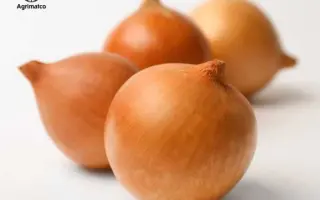 Bonita / Боніта