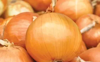 Bosko F1 / Боско F1