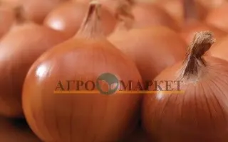 Bratko F1 / Братко F1