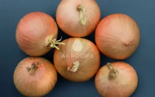 Bridger / Бріджер