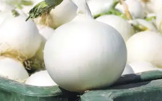 White Wing F1 / Вайт Вінг F1