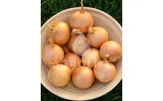 Vares F1 / Варес F1