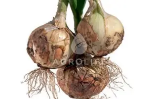 Verdon / Вердон